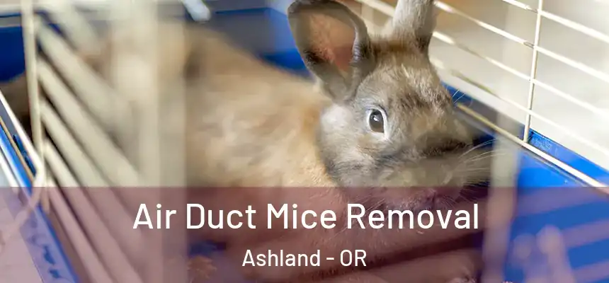  Air Duct Mice Removal Ashland - OR